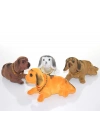 Kafa Salayan Köpek Aalk2620