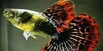 Akvaryum Hobisine İlk Adım: Yeni Başlayanlar İçin En Kolay Bakılan Canlı Balıklar