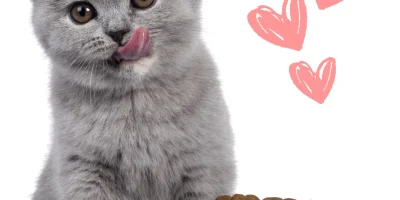 Kediniz İçin En İyisi: Doğru Kedi Maması Seçimi Rehberi