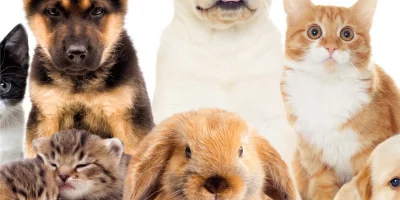 Minik Dostunuzu Koruyun: Evcil Hayvanlarda Etkili Parazit Önleme Yöntemleri