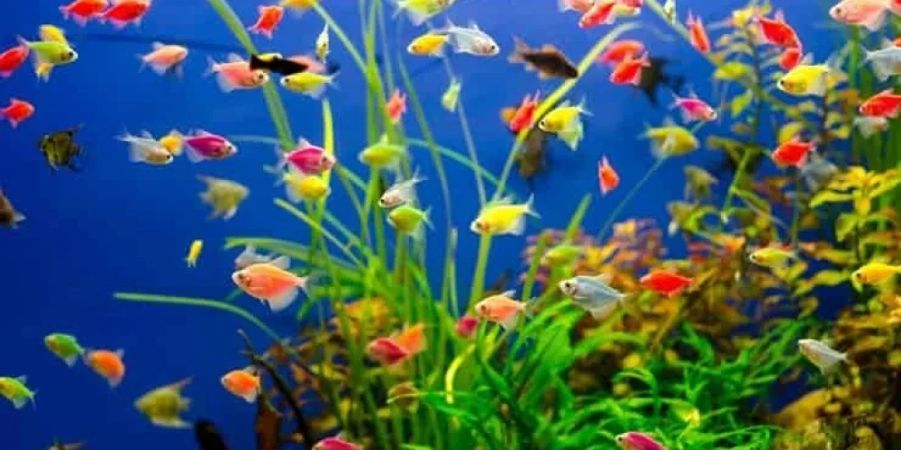 Akvaryumunuzda Uyumlu Bir Yaşam: Hangi Balıklar Birlikte Yaşar?