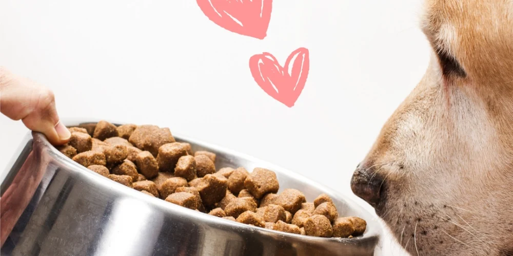 Dostunuzun Sağlığı İçin: Kapsamlı Köpek Maması Seçim Rehberi