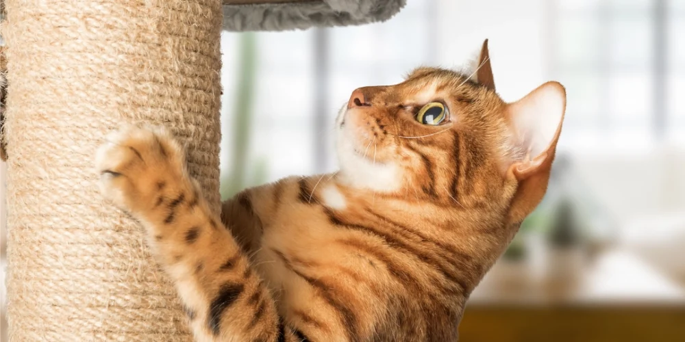 Mobilyalarınız Güvende! Kedi Tırmalama Tahtası Seçimi ve Doğru Kullanım İpuçları