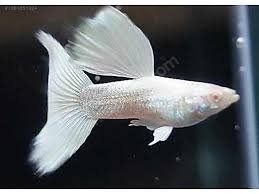 Lepistes White Balığı