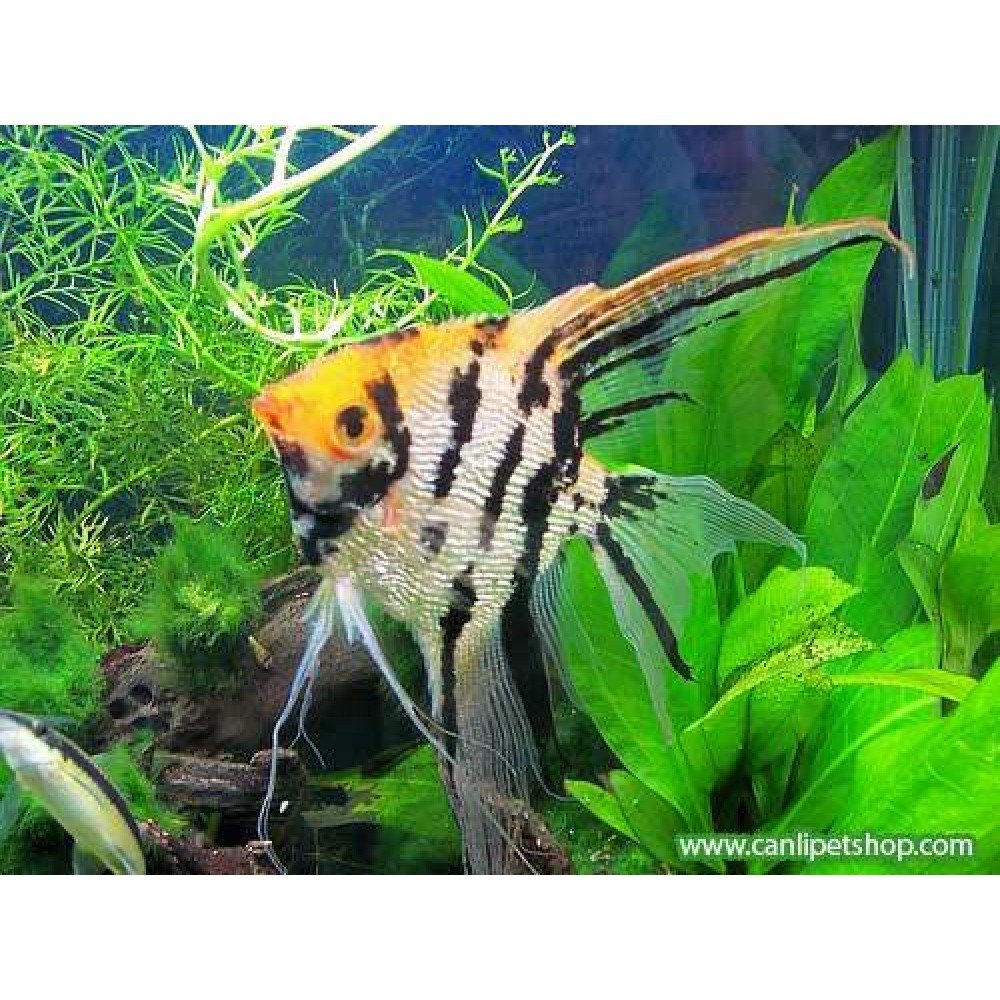 Melek Tricolor Balığı