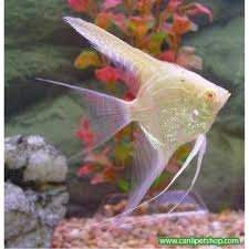 Melek Damızlık Boy Balığı