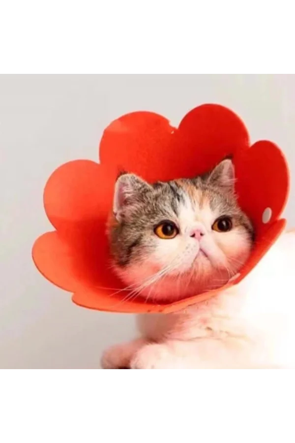 Evcil Hayvan L Boy Keçe Elizabeth Yakalığı