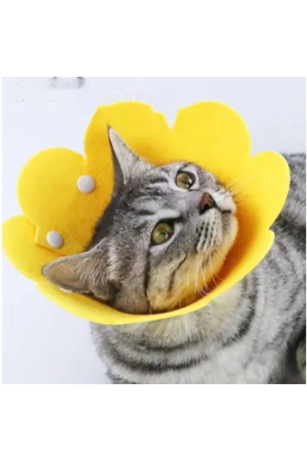 Evcil Hayvan M Boy Keçe Elizabeth Yakalığı