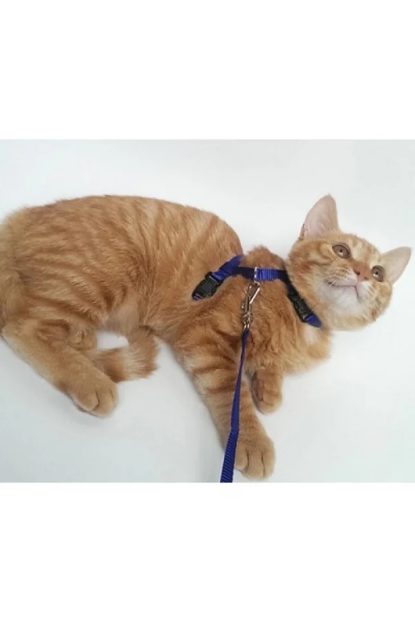 Kedi Boyun ve Göğüs Tasması