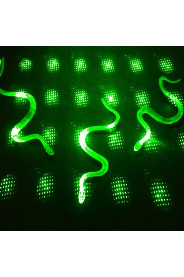 Yılan Kırkayak Şaka Oyuncağı 36 Adet