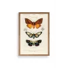 Kelebekler Ahşap Çerçeveli Tablo