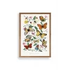 Lepidopteres Diurnes Ahşap Çerçeveli Tablo