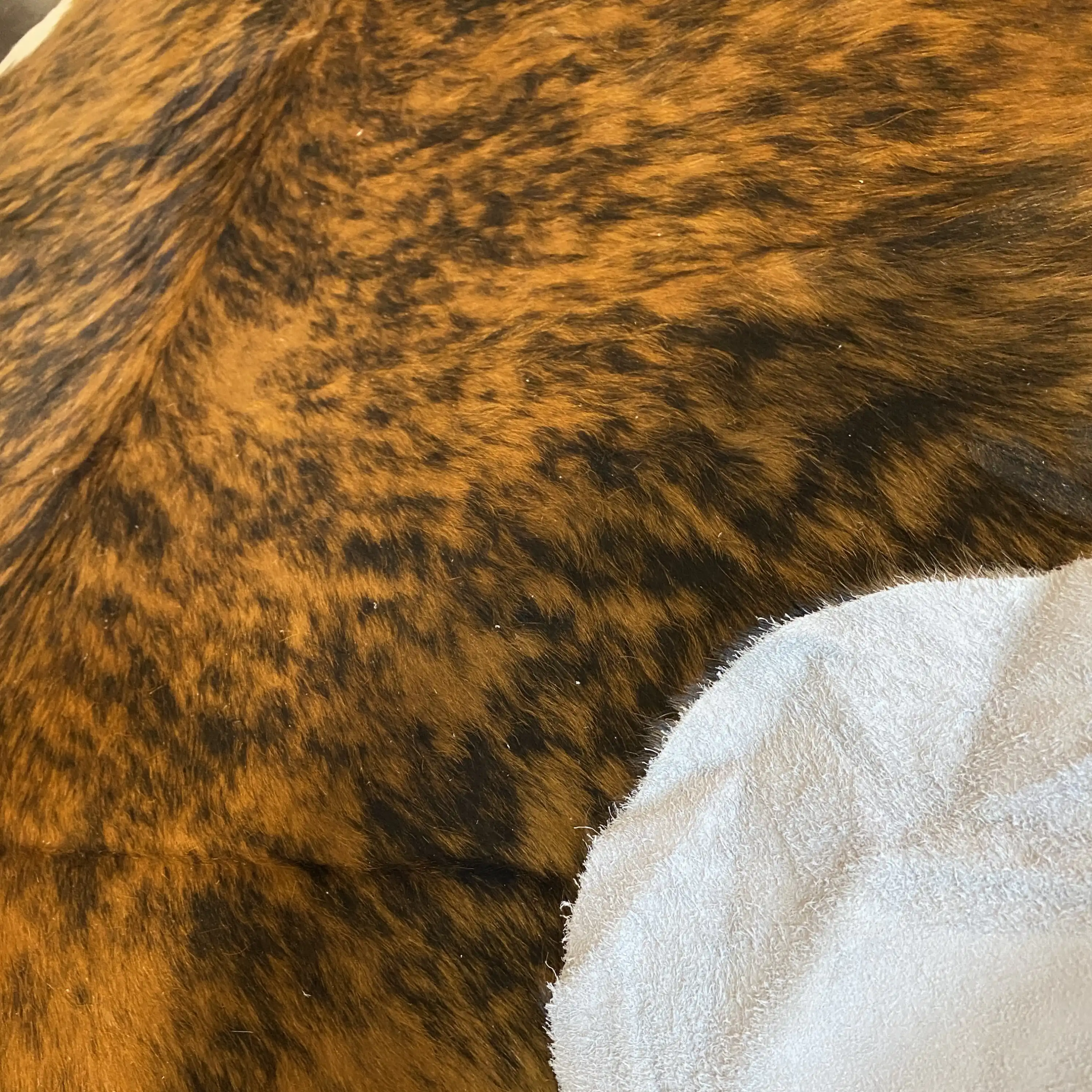 HAKİKİ DERİ DANA POSTU EGZOTİK 180 x 225 - 0401000109