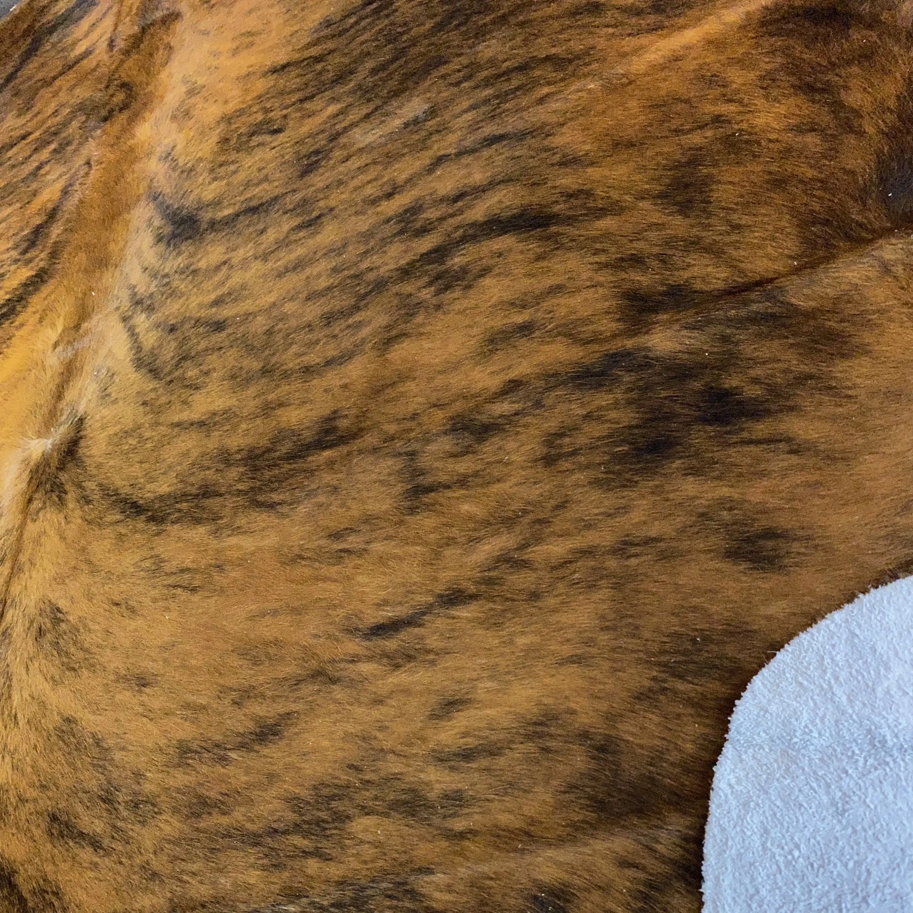 HAKİKİ DERİ DANA POSTU EGZOTİK 200 x 210 - 0401000063