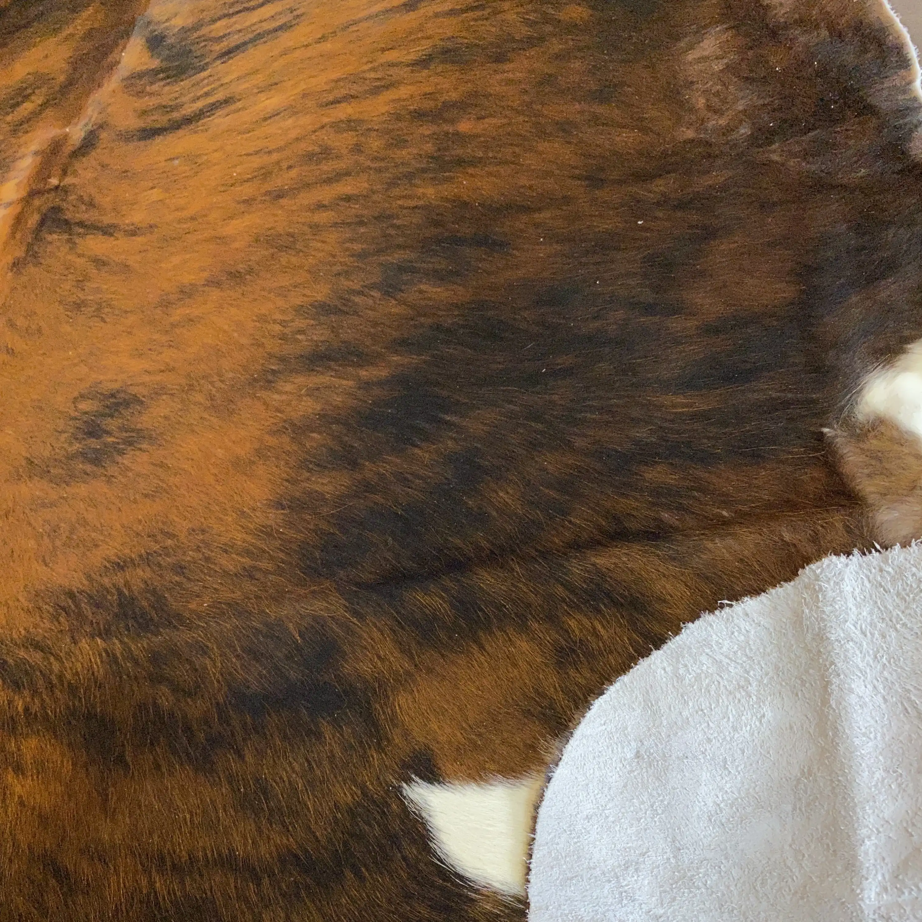 HAKİKİ DERİ DANA POSTU EGZOTİK 210 x 215 - 0401000058