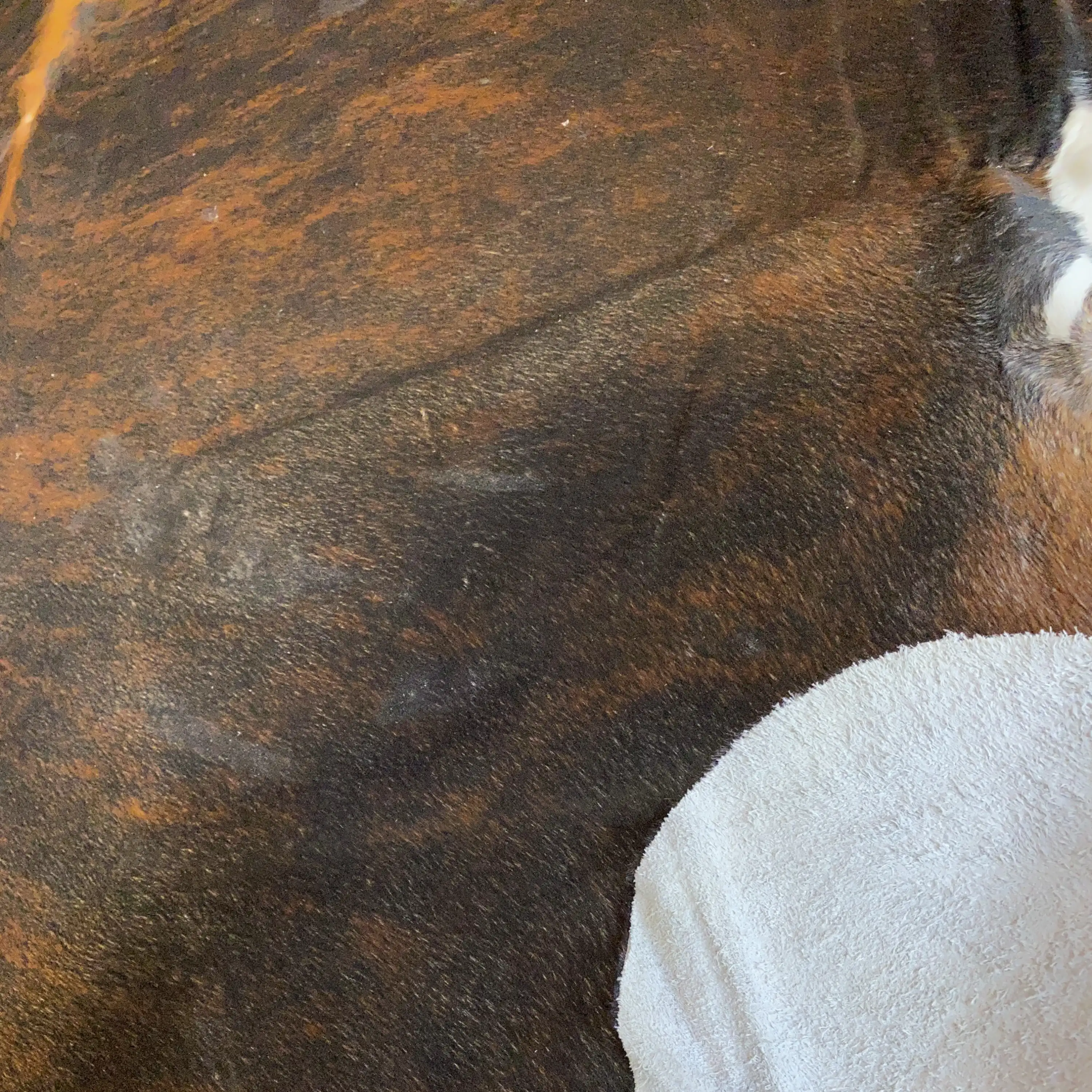 HAKİKİ DERİ DANA POSTU EGZOTİK 215 x 265 - 0401000060