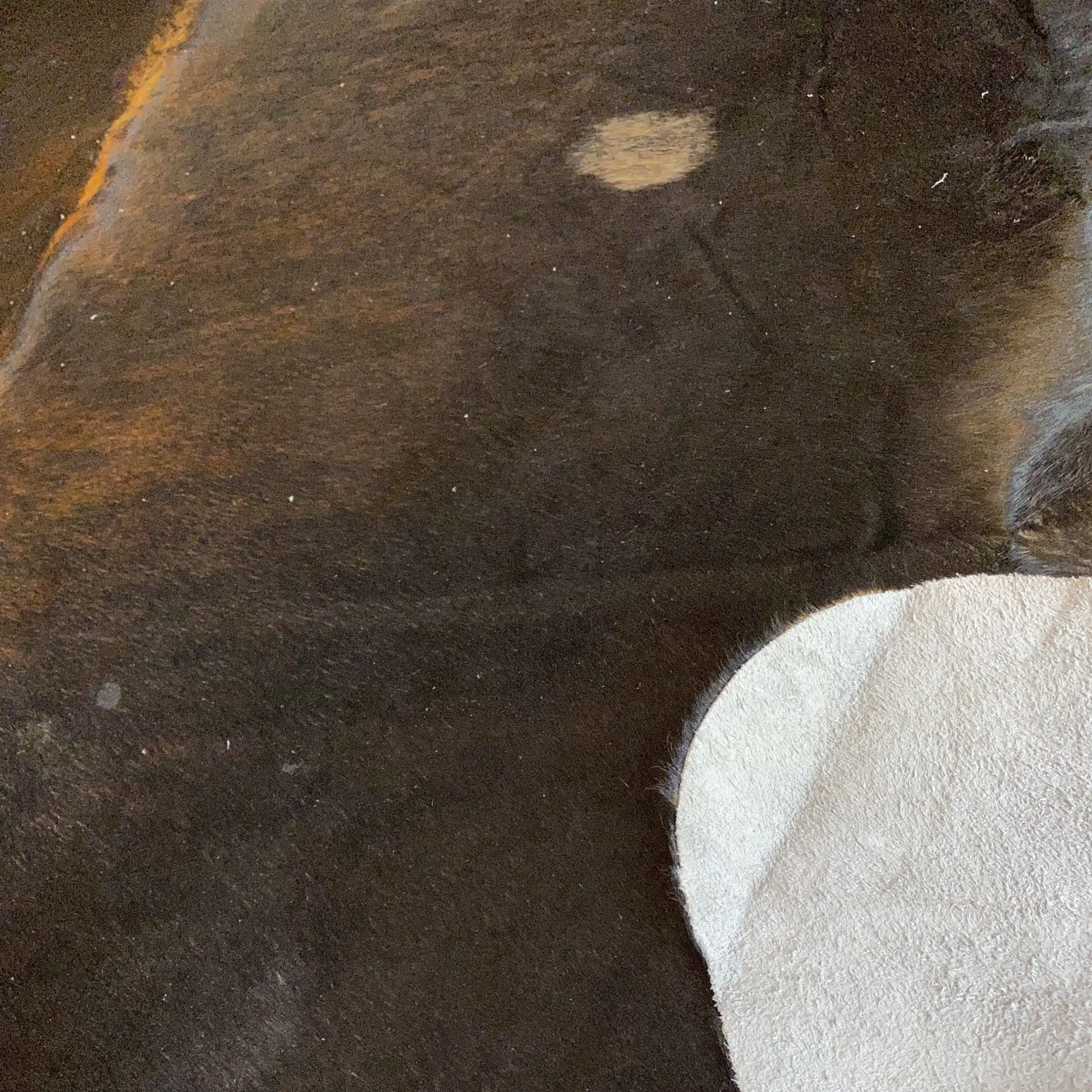 HAKİKİ DERİ DANA POSTU EGZOTİK 230 x 245 - 0401000072