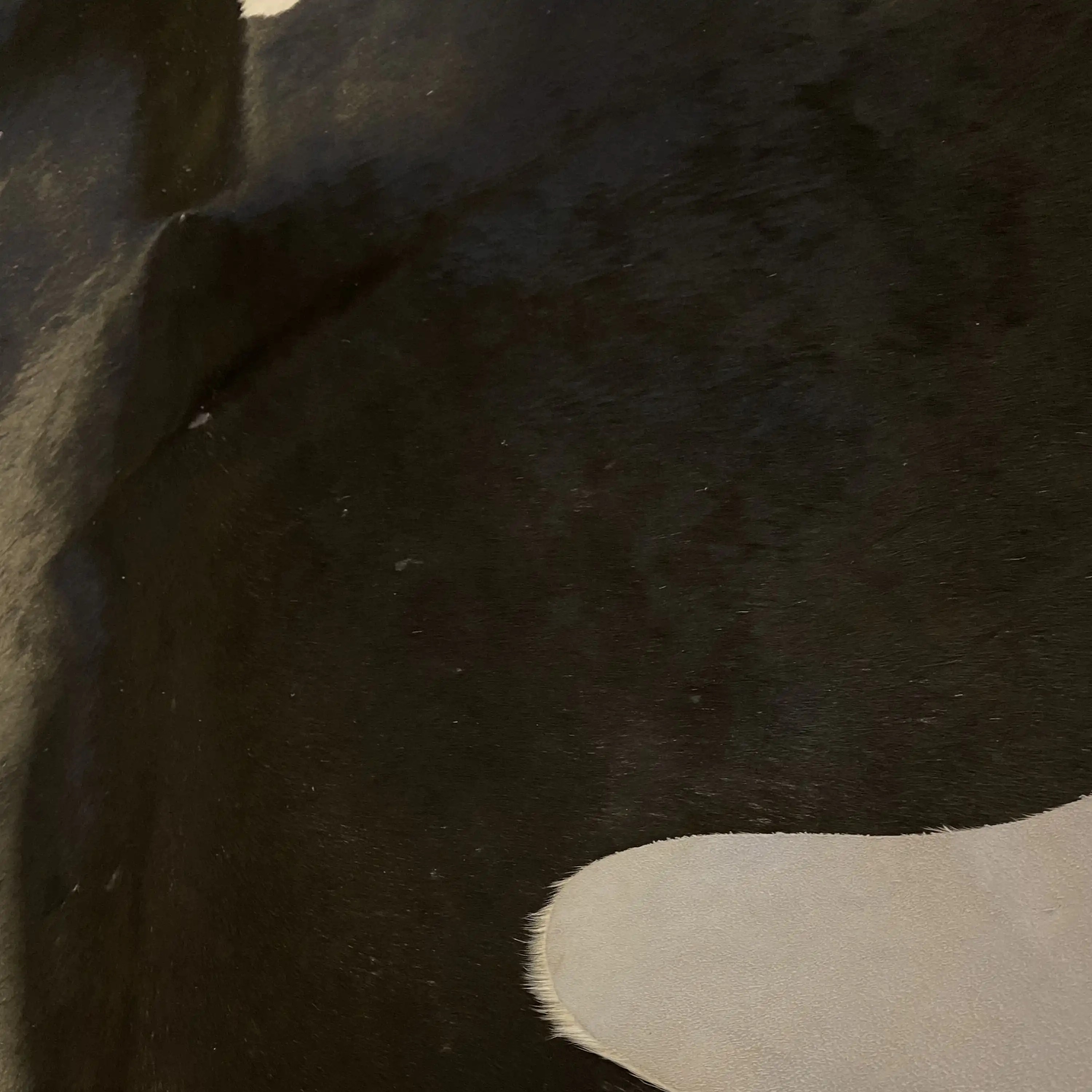 HAKİKİ DERİ DANA POSTU SİYAH - BEYAZ 195 x 230 - 0701000036