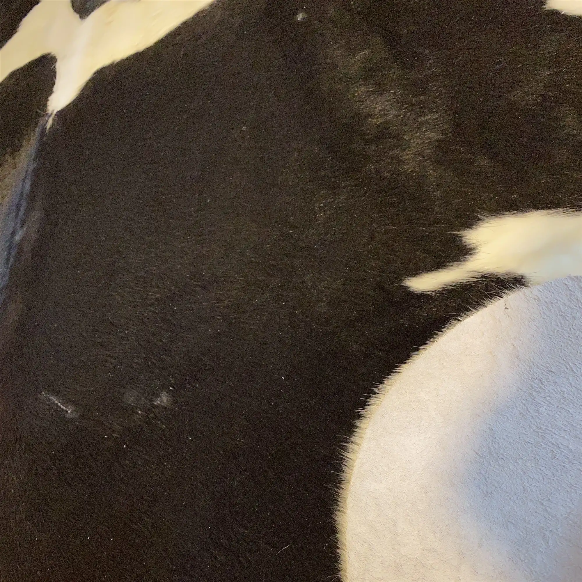 HAKİKİ DERİ DANA POSTU SİYAH - BEYAZ 205 x 230 - 0701000165