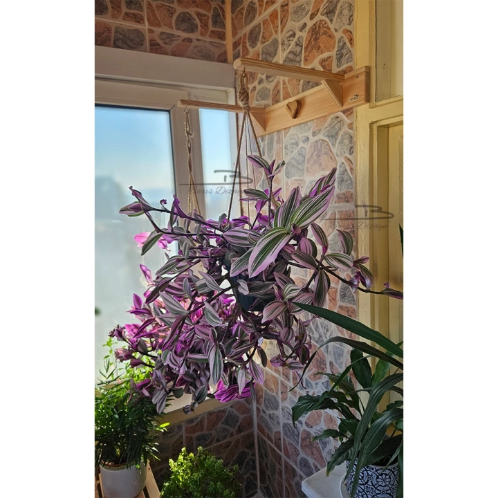 Barış Dizayn Doğal Ahşap Çift Kollu Duvar Saksı Kafes Askısı Raf Ayağı Dayanıklı 50x35cm (12KG Kapasite)