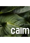 Calm Sounds