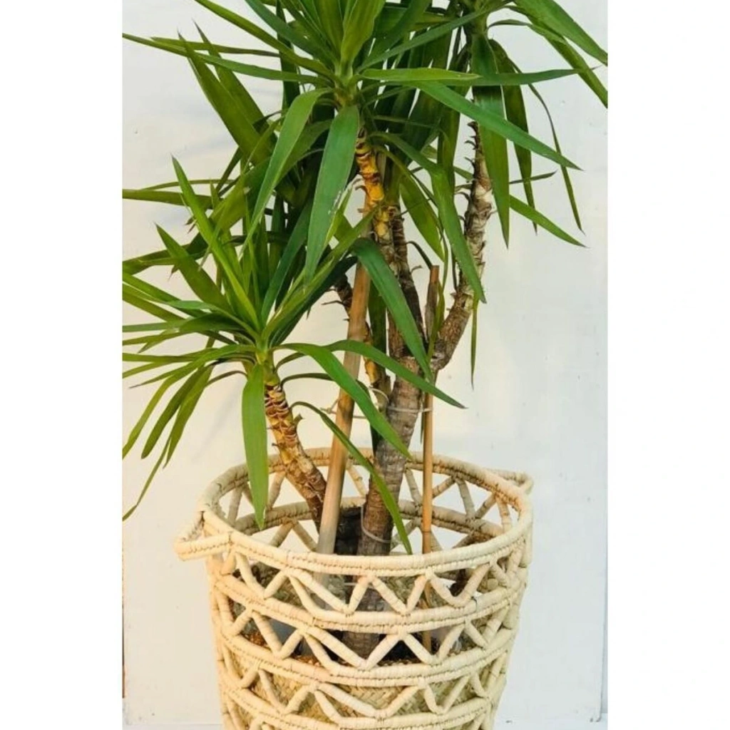 Camellia Hasır Hasır Saksı / Sepet 45 X 55