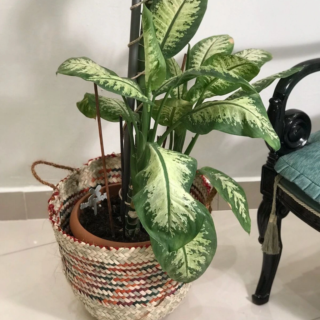 Chicory Doğal Hasır Saksı_ kırmızı_ renkli - 32x40 cm