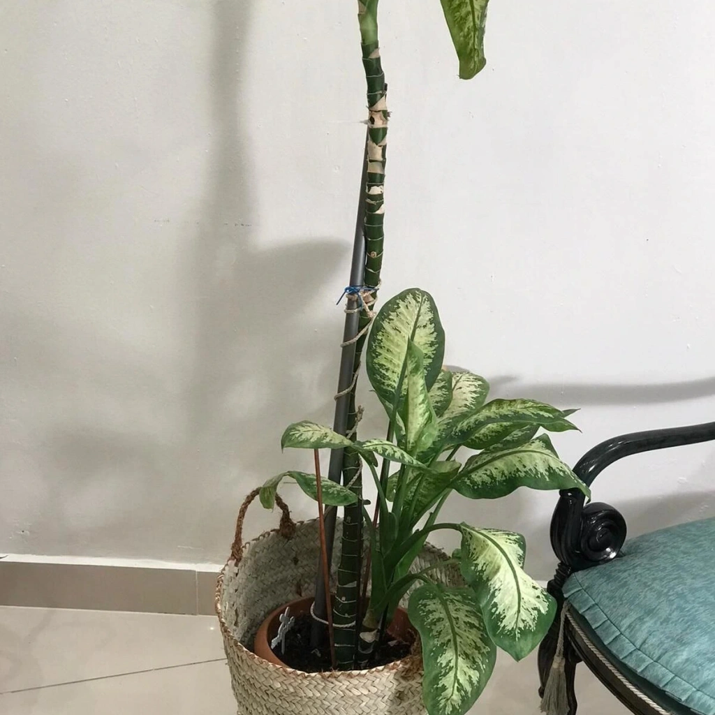 Chicory Doğal Hasır Saksı_sade_ 30 X 44 cm