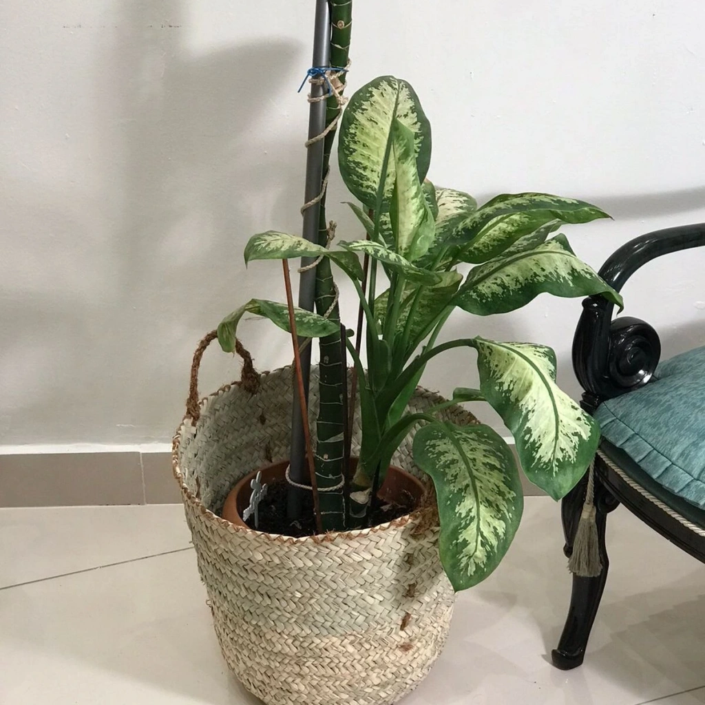 Chicory Doğal Hasır Saksı_sade_ 36 X 44 Cm