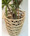 Camellia Hasır Hasır Saksı / Sepet 50 X 60