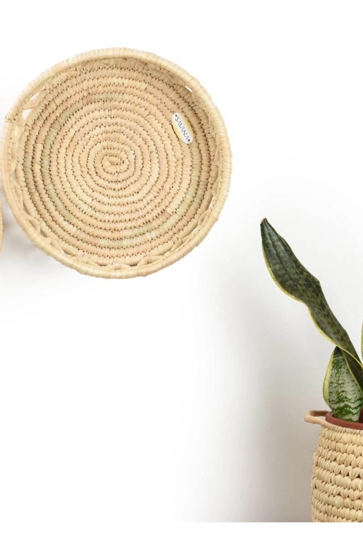 Salvia HASIR DUVAR TABAĞI _ 40 cm