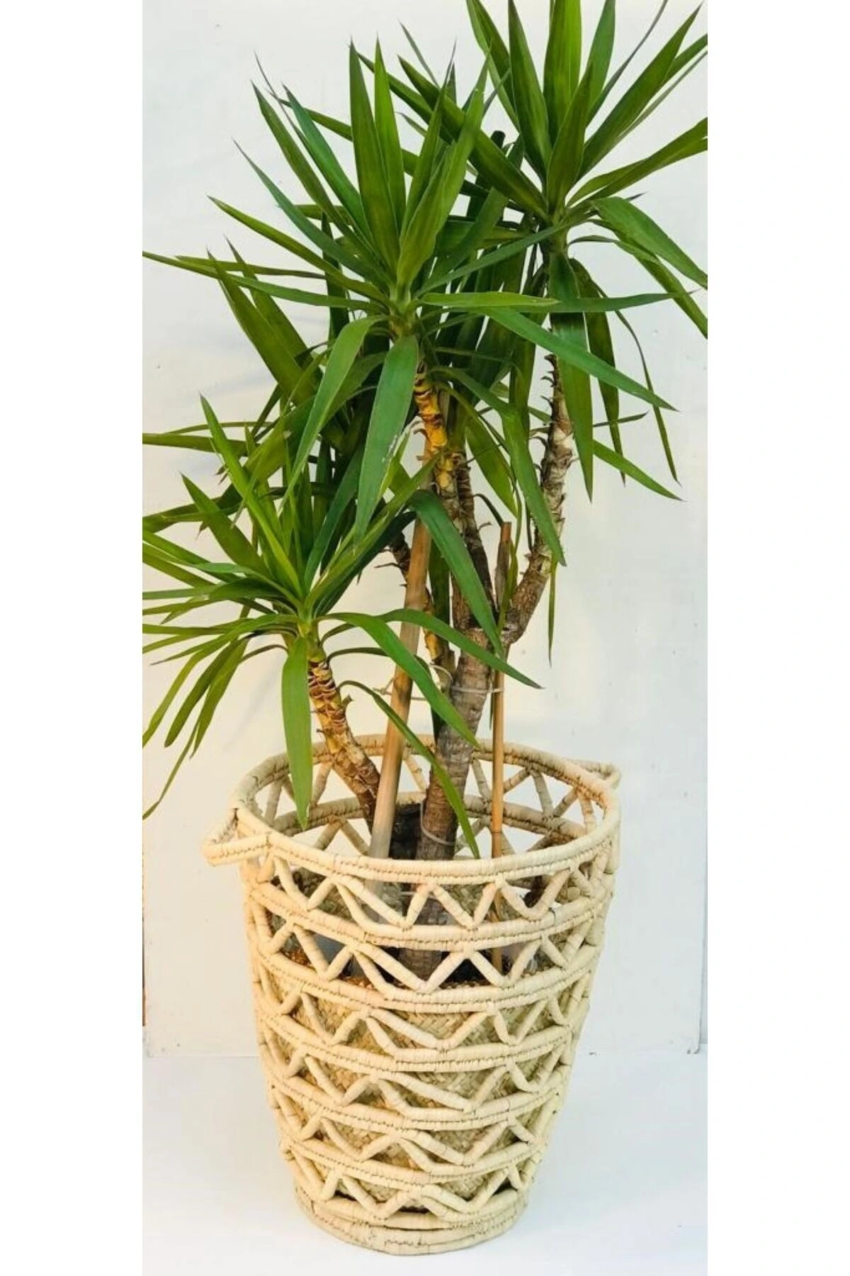 Camellia Hasır Hasır Saksı / Sepet 45 X 55