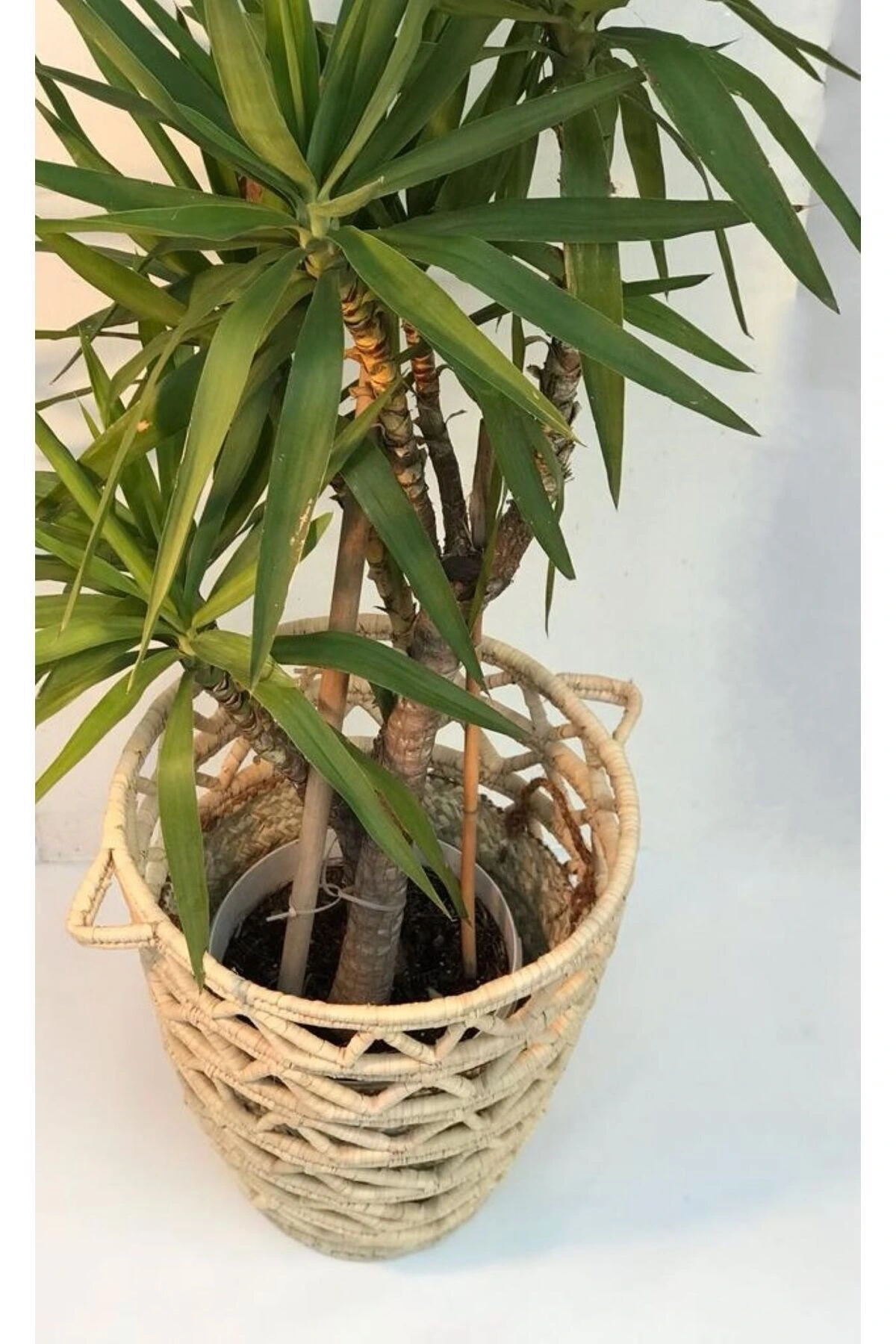 Camellia Hasır Hasır Saksı / Sepet 45 X 55