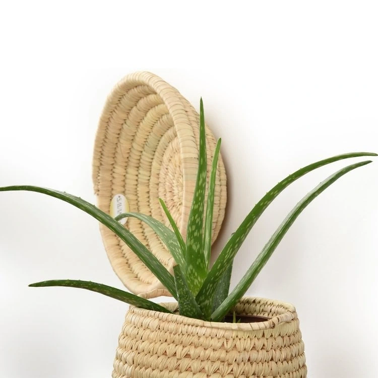 Festuca Hasır Duvar Tabağı Büyük Boy