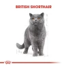 Royal Canin British Shorthair Adult Yetişkin Kedi Maması 10 Kg