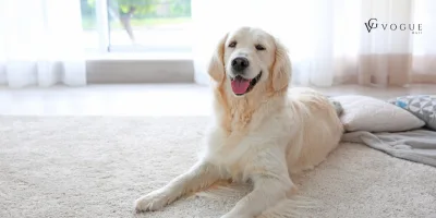 PATİLİ DOSTLARIMIZ VE HALILARIMIZ