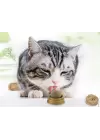 Kedi Otu Oyun Topu