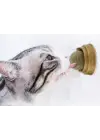 Kedi Otu Oyun Topu
