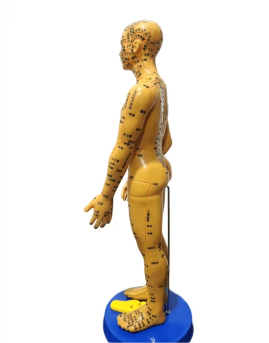 Akupunktur İnsan Maketi