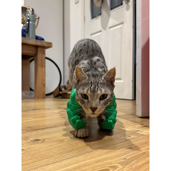Kedi İçin Dekoratif Kol Figürü Aksesuarı – Eğlenceli Gösteriş Aparatı