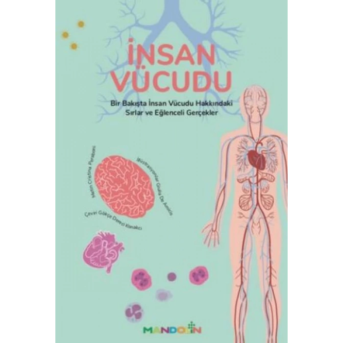 İnsan Vücudu
