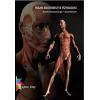 İnsan Anatomisi ve Fizyolojisi