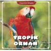 Tropik Orman - Hayvanlar Dünyası