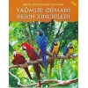 Yağmur Ormanı - Besin Zincirleri