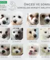 ONZİPET KÖPEK MAMASI sıtkı kaan köse