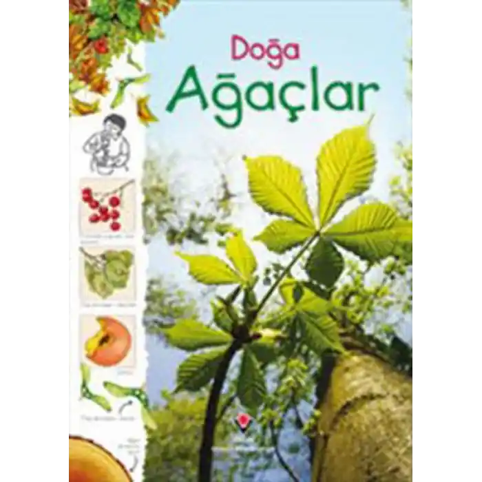 Doğa - Ağaçlar