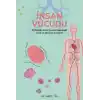 İnsan Vücudu