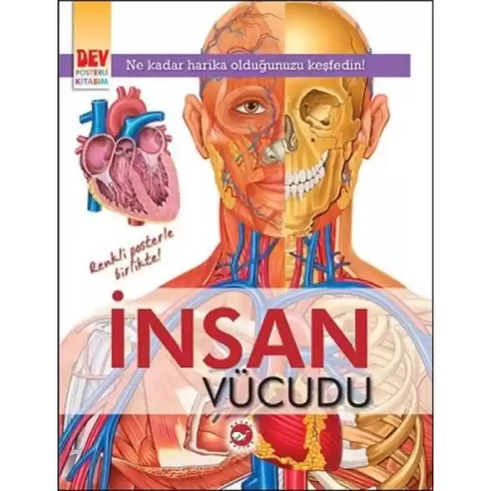 Dev Posterli Kitabım - İnsan Vücudu