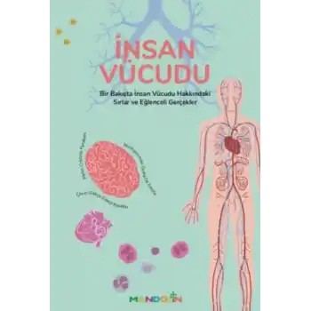 İnsan Vücudu