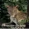 Afrika’nın Son Dansı
